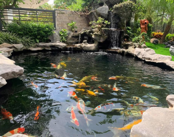 Thi công, thiết kế, hồ cá koi