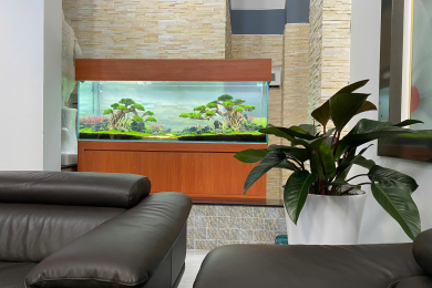 Hồ thủy sinh phòng khách sofa