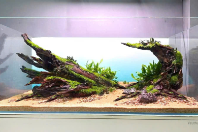 Hồ thủy sinh cây lũa trọc