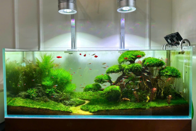 Dự án hồ thủy sinh cây cảnh nhiệt đới