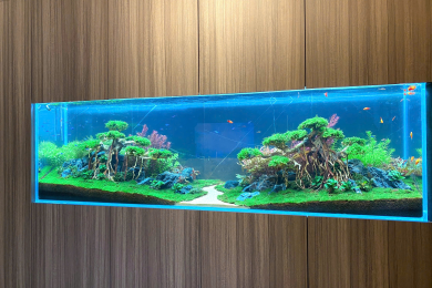 Hồ thủy sinh trong tủ