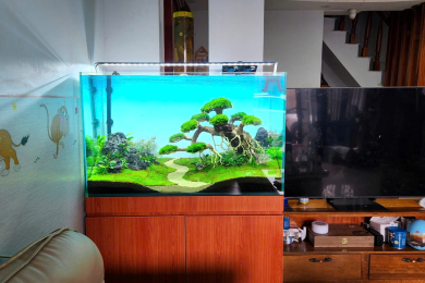 Hồ thủy sinh cạnh TV phòng khách