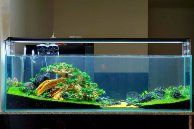 Dự án hồ thủy sinh cây nghiêng lớn