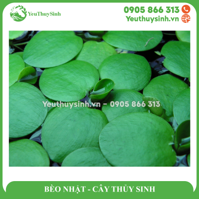 BÈO NHẬT - CÂY THỦY SINH