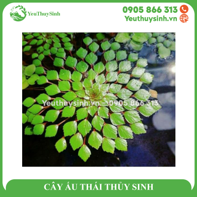 CÂY ẤU THÁI THỦY SINH