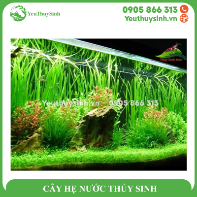 CÂY HẸ NƯỚC THỦY SINH (VALLISNERIA AMERICANA)