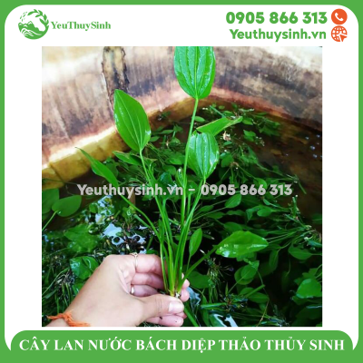 CÂY LAN NƯỚC BÁCH DIỆP THẢO THỦY SINH