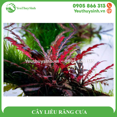 CÂY LIỄU RĂNG CƯA