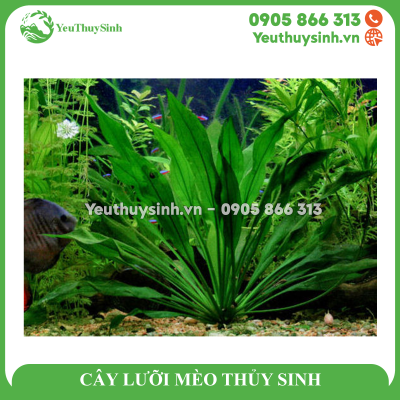 CÂY LƯỠI MÈO THỦY SINH