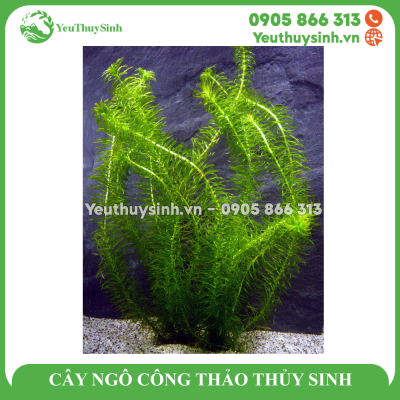 CÂY NGÔ CÔNG THẢO THỦY SINH