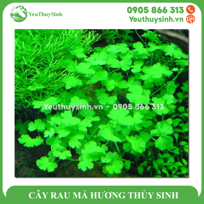 CÂY RAU MÁ HƯƠNG THỦY SINH