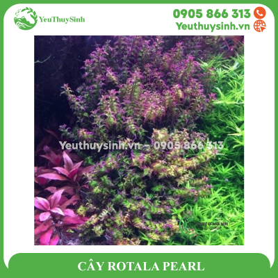 CÂY ROTALA PEARL