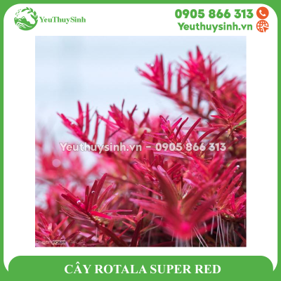 CÂY ROTALA SUPER RED